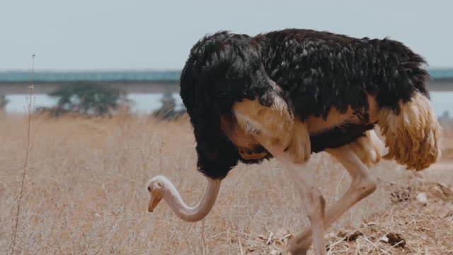 Ostrich enormity