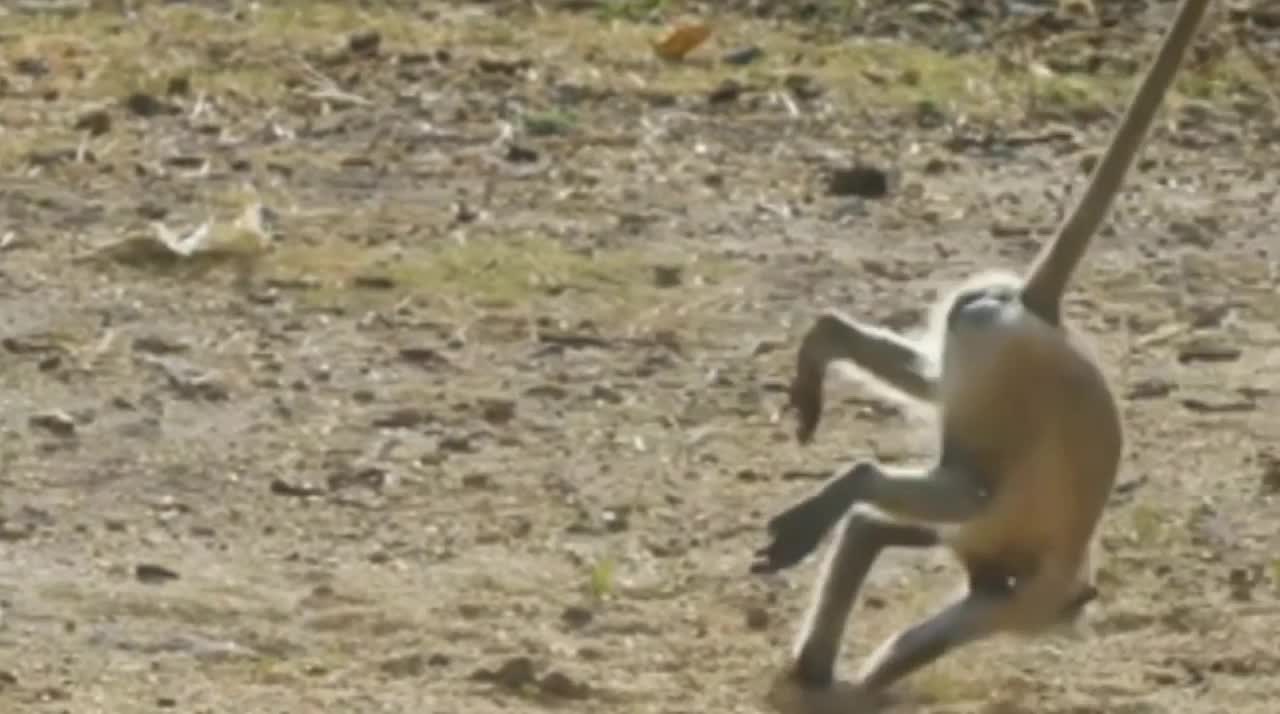 Monkey funny moments 😁🤣