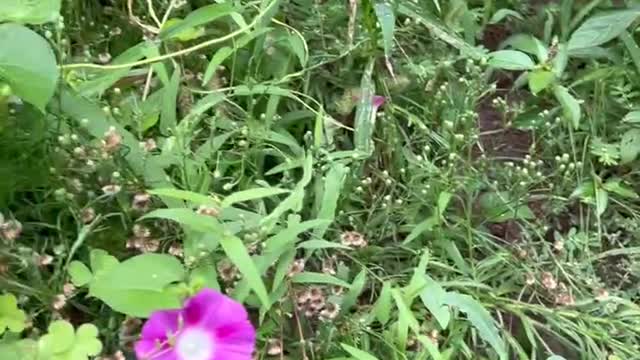 A small flower in a weed