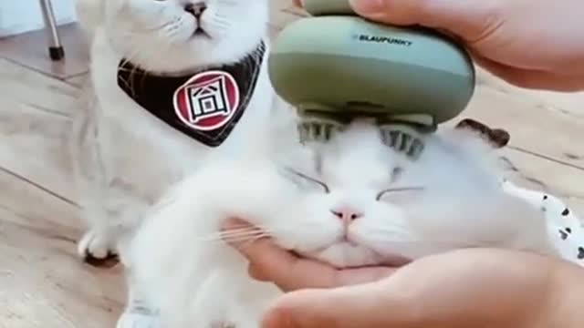 cat hair massage # video 2022