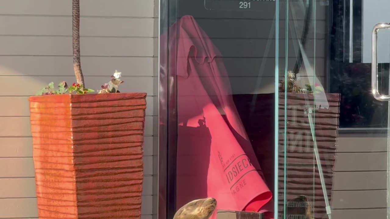 Sea Lion Pup Sunbathes In San Diego