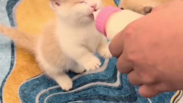 小奶猫:为什么要抢走我的奶瓶?Kitten: Why are you taking my bottle?