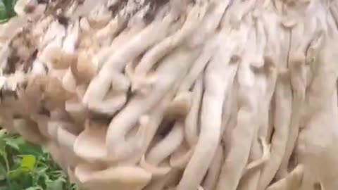 不到最后，都看不出来这是啥