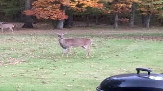 Rambunctious Dog Plays Chase with Mama Deer and Twin Fawns