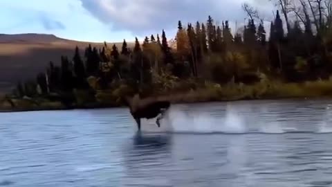 Horse 🐴🐎 running the water 🌊💦😱😲😲