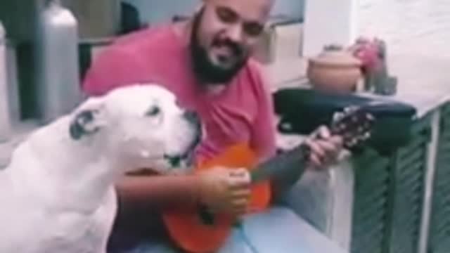 BRASILIAN DOG SINGING SAMBA