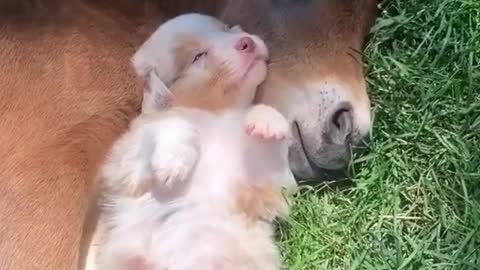 Molly taking a nap with her best friend a baby horse!