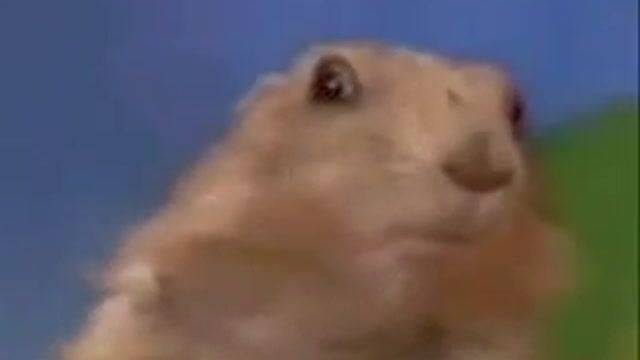 Dramatic squirrel strikes again!!