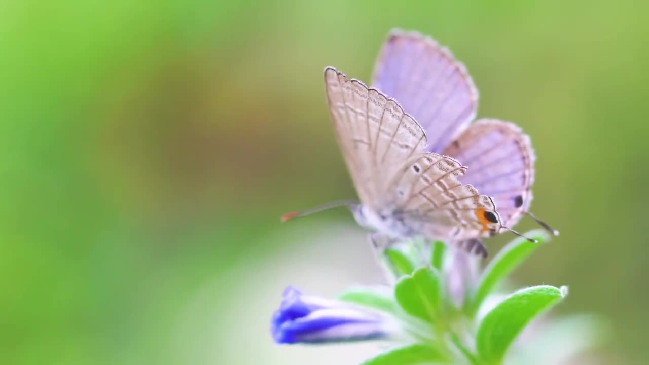 The butterfly fluttered from flower to flower