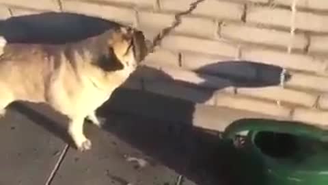 this funny dog is trying to drink a shadow!!!😂😂😂