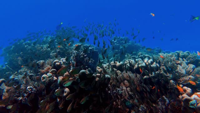 Beautiful Fishes are always a Beauty to Watch