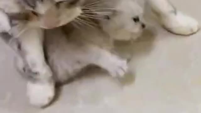 Cute cat and funny cat