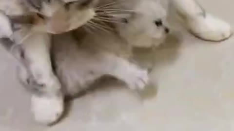 Cute cat and funny cat