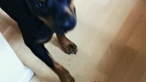 Dog Engages in Fierce Duel with Pet Blow Dryer