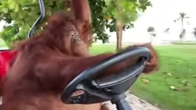 Famous orangutan driving golf cart