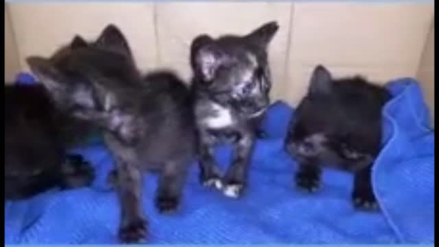 Little cute black Cat baby is in group playing