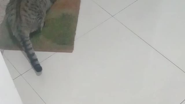 Funny cats in roll