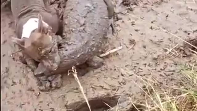 CROCODILE Vs WILD DOGS | Struggle For Survival In The Africa