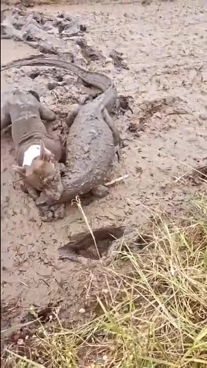 CROCODILE Vs WILD DOGS | Struggle For Survival In The Africa