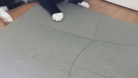 Cat Jump 4