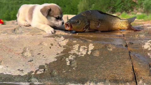 The Real Story Behind dog want to play with fish 🐠🐕