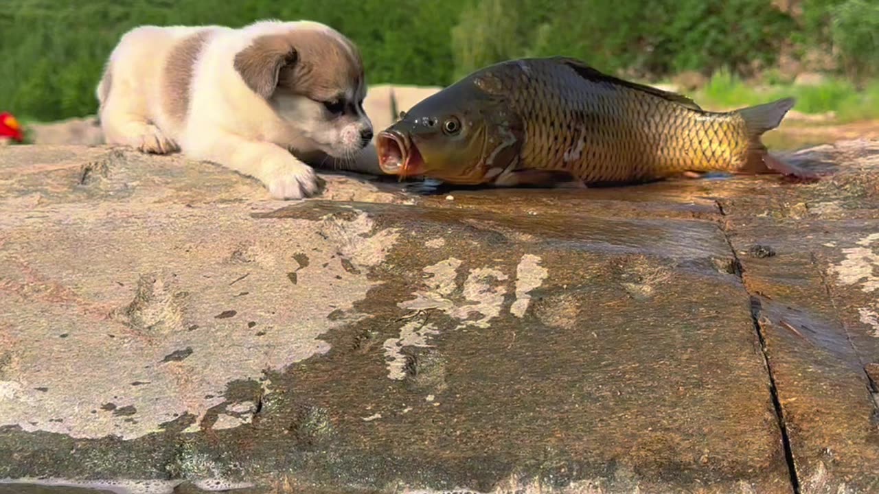 The Real Story Behind dog want to play with fish 🐠🐕