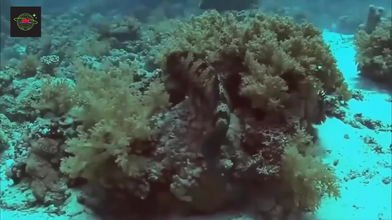 Ocean Life. Documentary: Unveiling the Mysteries Beneath the Waves