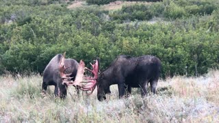 Sparing bull moose