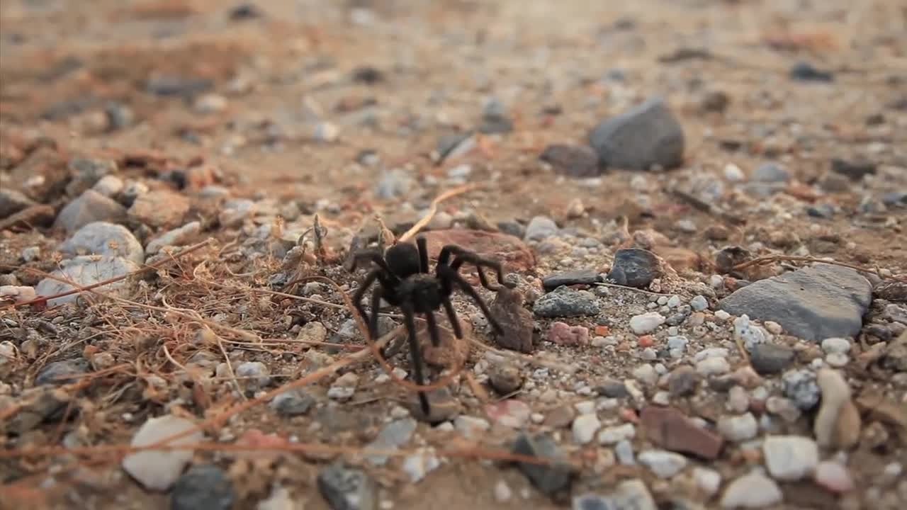 Tarantula Spider ATTACKS Camera