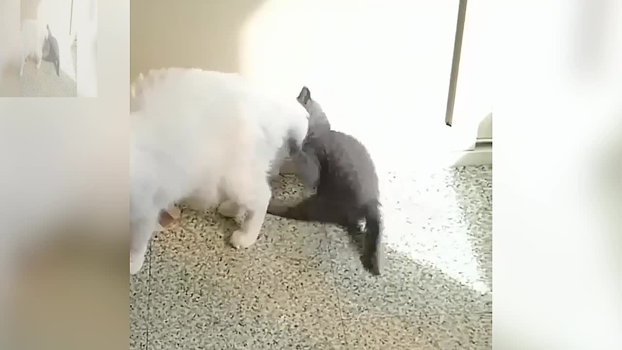 The black cat is playing with the white cat's tail