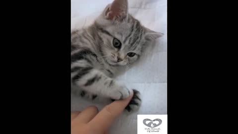 Cute Funny Cats Video Compilation! # Short