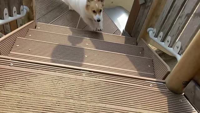 This Corgi Loves Going Down Slides