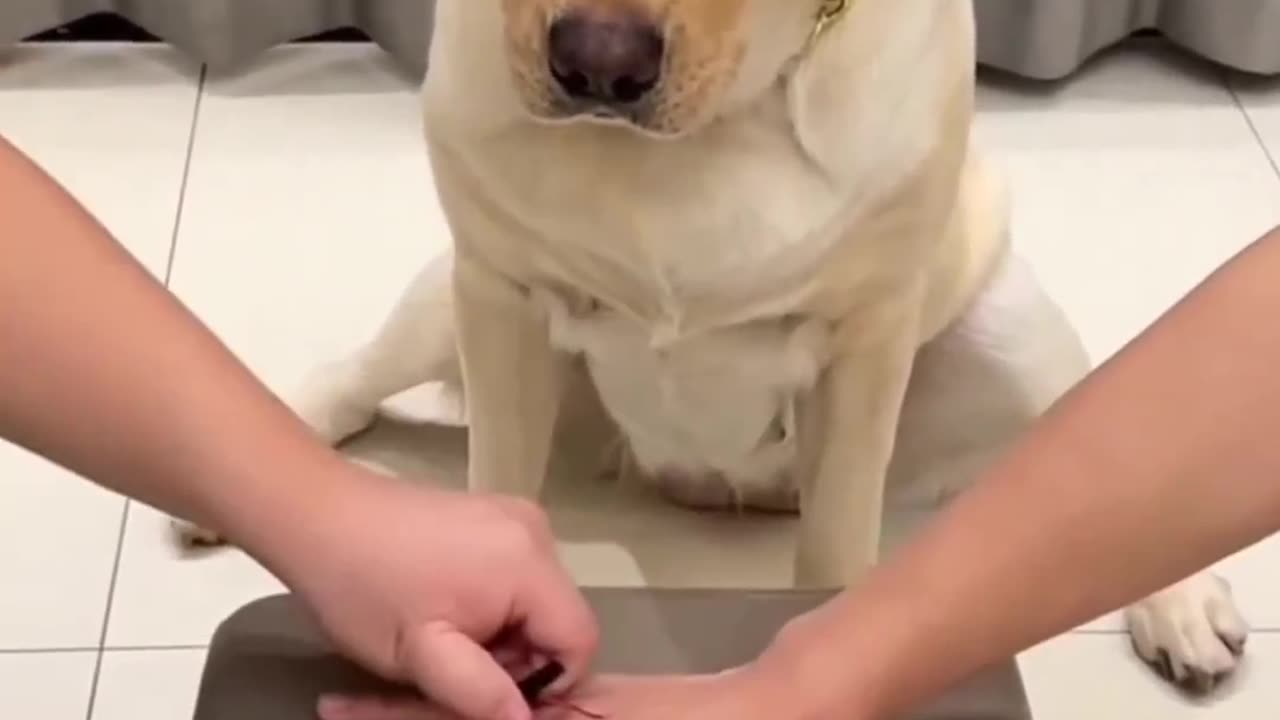 Beautiful dog playing with her family.😲😲