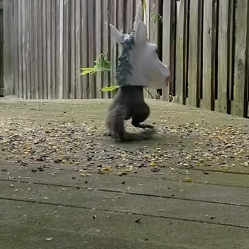 Squirrel Antics Unicorn Head Feeder