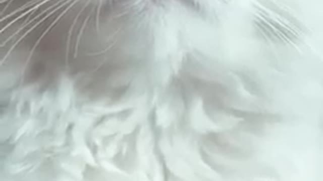 CUTE CAT BABY 🐱| WHITE CUTE ROMANTIC CAT WHATSAPP STATUS