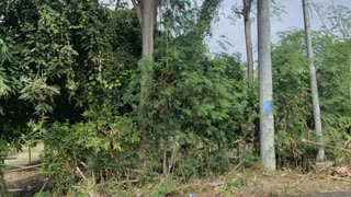 Mango Garden