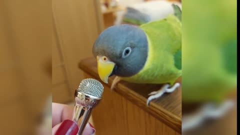 Parrot talks adorable gibberish into a tiny microphone