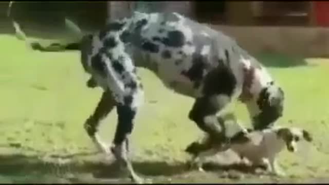Cute Dog