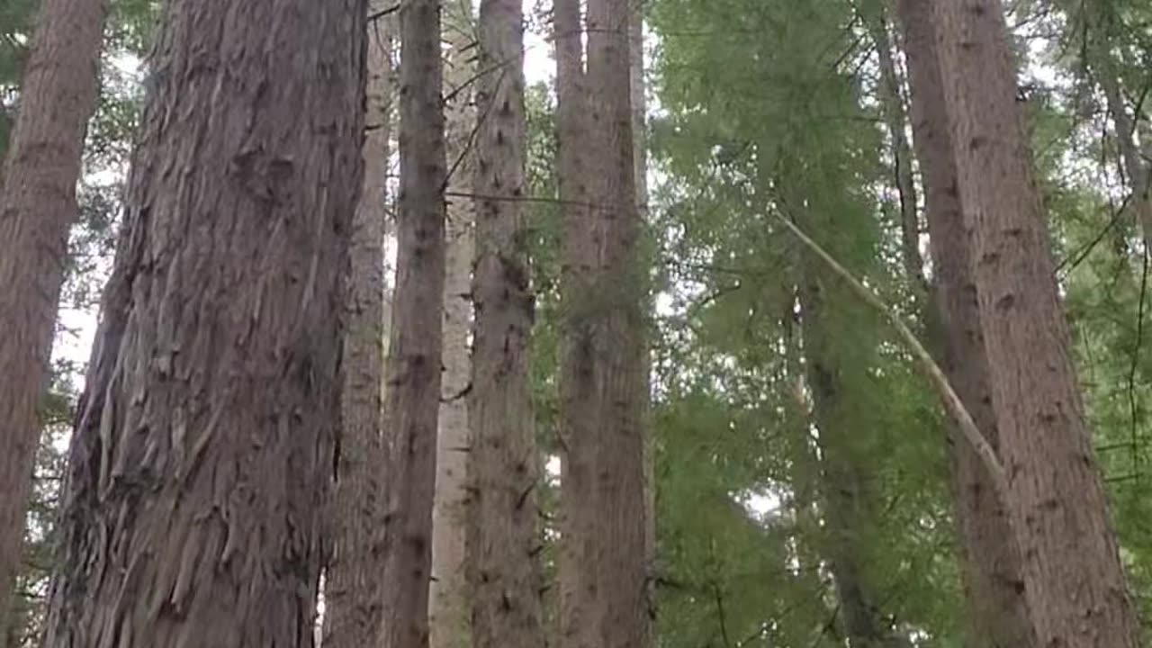 Californian Redwoods Great Otway National Park