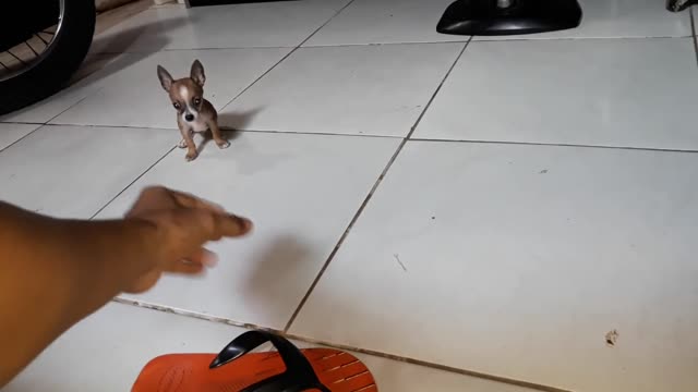 Pinscher miniatura puro