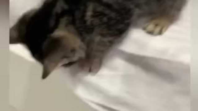Cute Kitten Playing Funny # Shorts 😂