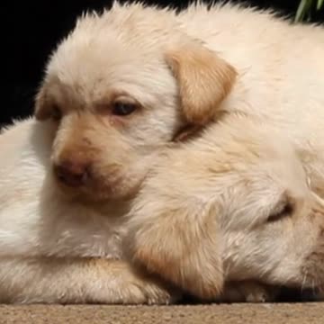 Puppies Love Each Other 👉 See the Description for a Surprise!