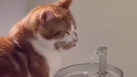 Funny and Cute Cats Videos #234