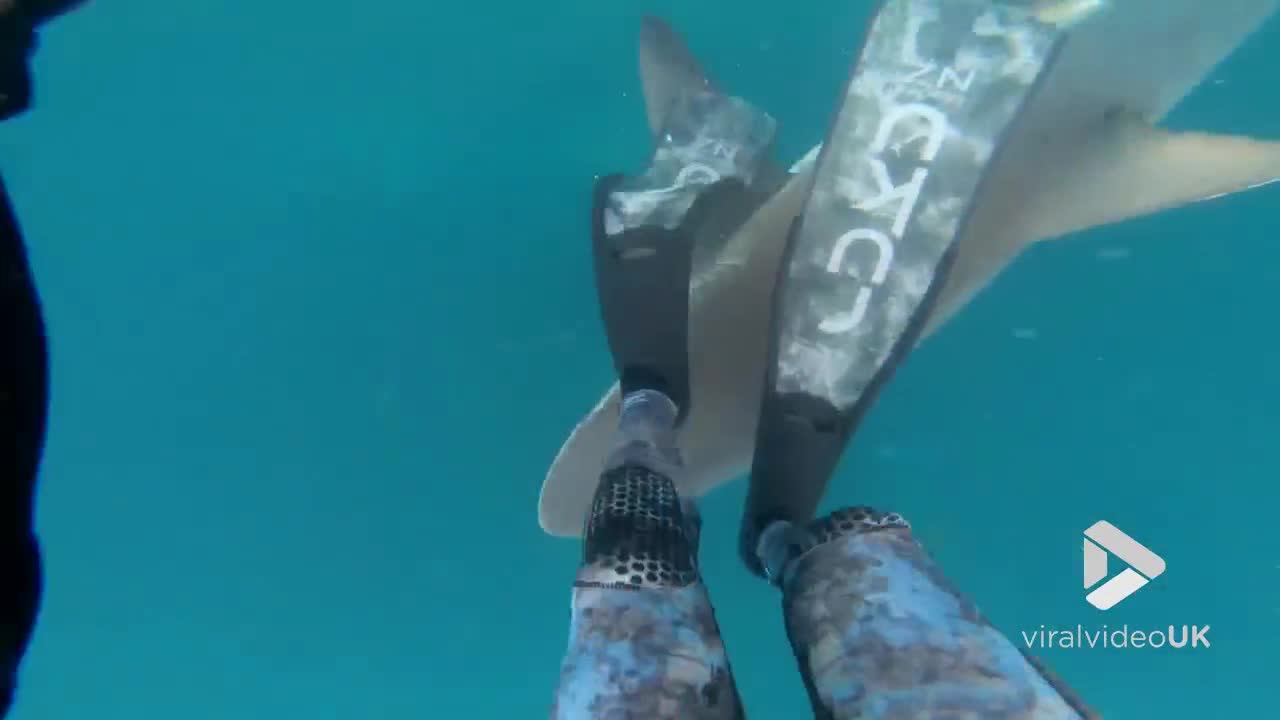 Spear fisher has close encounter with shark!