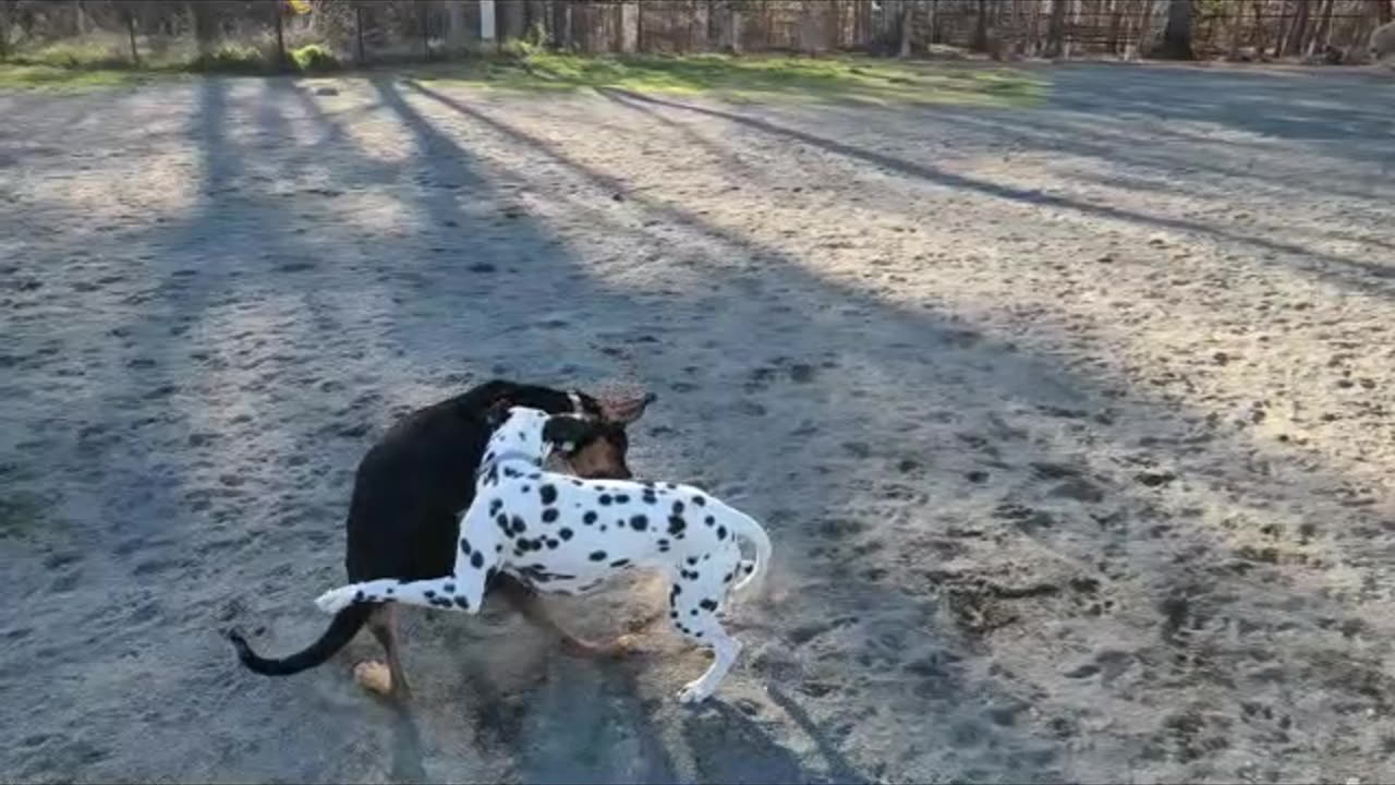 Luna with Black and White Dog