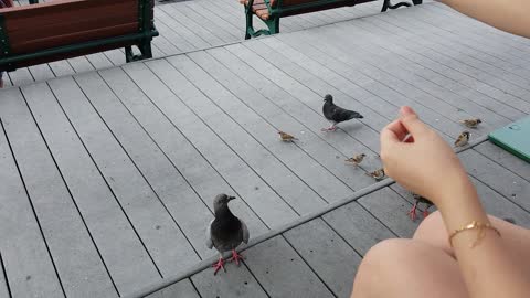 Sparrows and pigeons are approaching for a snack.