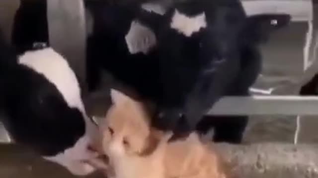 Cows love this cute cat