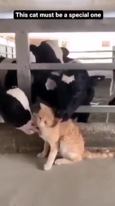 Cows love this cute cat