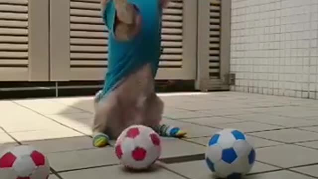Playing ball with doge