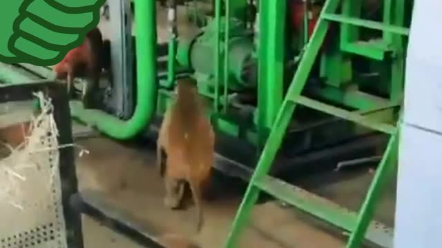 Funny animal videos